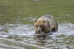 Bear Viewing Kodiak Island Alaska